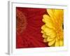 Gerbera-Daisy Gilardini-Framed Photographic Print