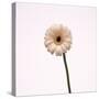 Gerbera-null-Stretched Canvas