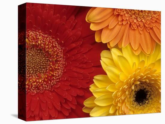 Gerbera-Daisy Gilardini-Stretched Canvas