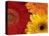 Gerbera-Daisy Gilardini-Stretched Canvas