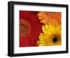 Gerbera-Daisy Gilardini-Framed Photographic Print