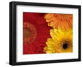 Gerbera-Daisy Gilardini-Framed Photographic Print