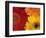 Gerbera-Daisy Gilardini-Framed Photographic Print