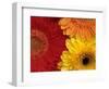 Gerbera-Daisy Gilardini-Framed Photographic Print