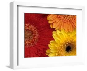 Gerbera-Daisy Gilardini-Framed Photographic Print