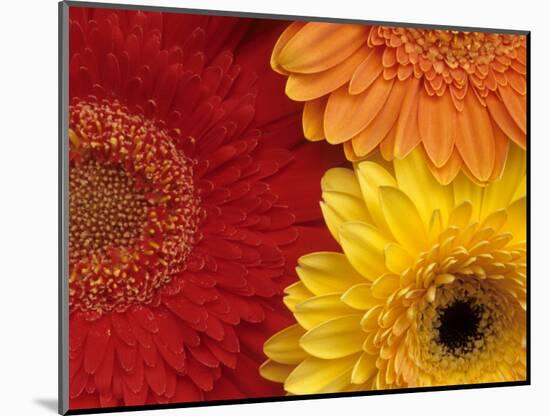 Gerbera-Daisy Gilardini-Mounted Photographic Print