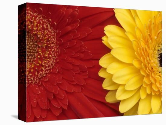 Gerbera-Daisy Gilardini-Stretched Canvas