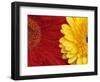 Gerbera-Daisy Gilardini-Framed Photographic Print