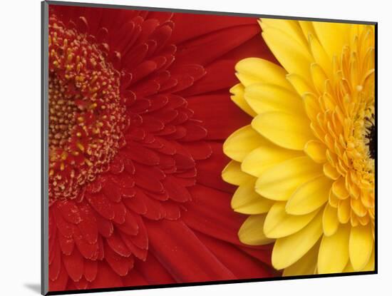 Gerbera-Daisy Gilardini-Mounted Photographic Print