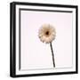 Gerbera-null-Framed Photographic Print