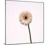 Gerbera-null-Mounted Photographic Print