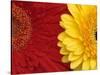 Gerbera-Daisy Gilardini-Stretched Canvas