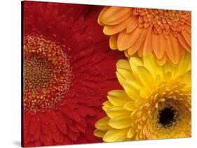 Gerbera-Daisy Gilardini-Stretched Canvas