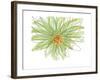 Gerbera-Jan Weiss-Framed Art Print