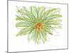 Gerbera-Jan Weiss-Mounted Art Print