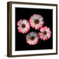 gerbera-Magda Indigo-Framed Photographic Print