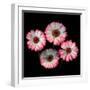 gerbera-Magda Indigo-Framed Photographic Print