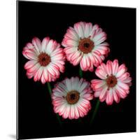 gerbera-Magda Indigo-Mounted Photographic Print