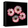 gerbera-Magda Indigo-Framed Stretched Canvas