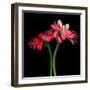 gerbera-Magda Indigo-Framed Photographic Print