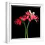 gerbera-Magda Indigo-Framed Photographic Print