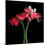 gerbera-Magda Indigo-Mounted Photographic Print