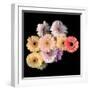 gerbera-Magda Indigo-Framed Photographic Print