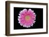 Gerbera-Heidi Westum-Framed Photographic Print