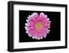 Gerbera-Heidi Westum-Framed Photographic Print