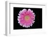 Gerbera-Heidi Westum-Framed Photographic Print