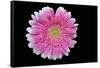 Gerbera-Heidi Westum-Framed Stretched Canvas