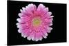 Gerbera-Heidi Westum-Stretched Canvas