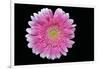 Gerbera-Heidi Westum-Framed Photographic Print