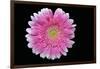 Gerbera-Heidi Westum-Framed Photographic Print