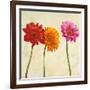 Gerberas II-Cynthia Ann-Framed Art Print