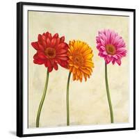 Gerberas II-Cynthia Ann-Framed Art Print