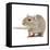 Gerbil in Studio-null-Framed Stretched Canvas