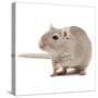 Gerbil in Studio-null-Stretched Canvas