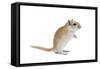 Gerbil in Studio-null-Framed Stretched Canvas