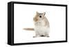 Gerbil in Studio-null-Framed Stretched Canvas