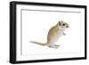 Gerbil in Studio-null-Framed Photographic Print