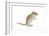 Gerbil in Studio-null-Framed Photographic Print