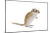 Gerbil in Studio-null-Mounted Photographic Print