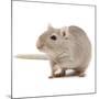 Gerbil in Studio-null-Mounted Photographic Print