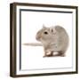 Gerbil in Studio-null-Framed Photographic Print