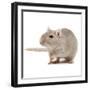 Gerbil in Studio-null-Framed Photographic Print