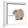 Gerbil in Studio-null-Framed Photographic Print