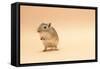 Gerbil Standing on Back Legs-null-Framed Stretched Canvas