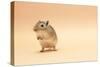 Gerbil Standing on Back Legs-null-Stretched Canvas