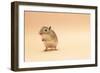 Gerbil Standing on Back Legs-null-Framed Photographic Print